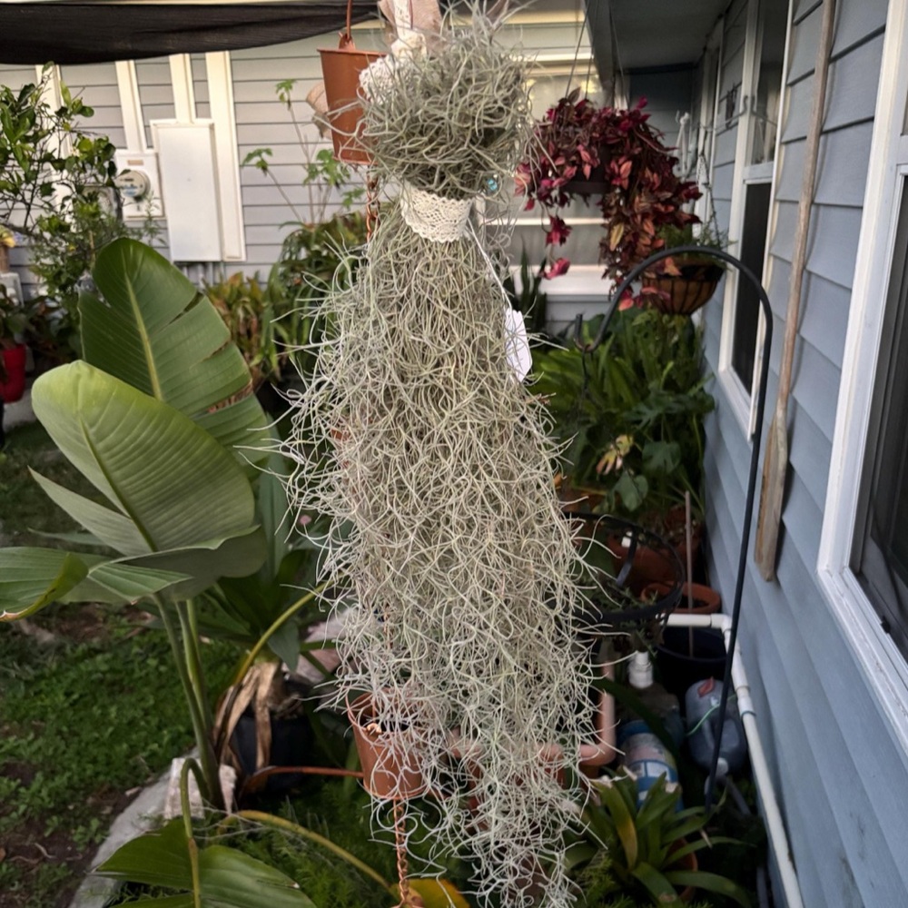 21" Live Spanish Moss, Healthy Air Plant, Wedding Decor